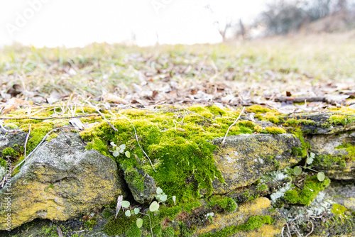 Obraz na płótnie ancient wall on a country road covered with moss w salonie