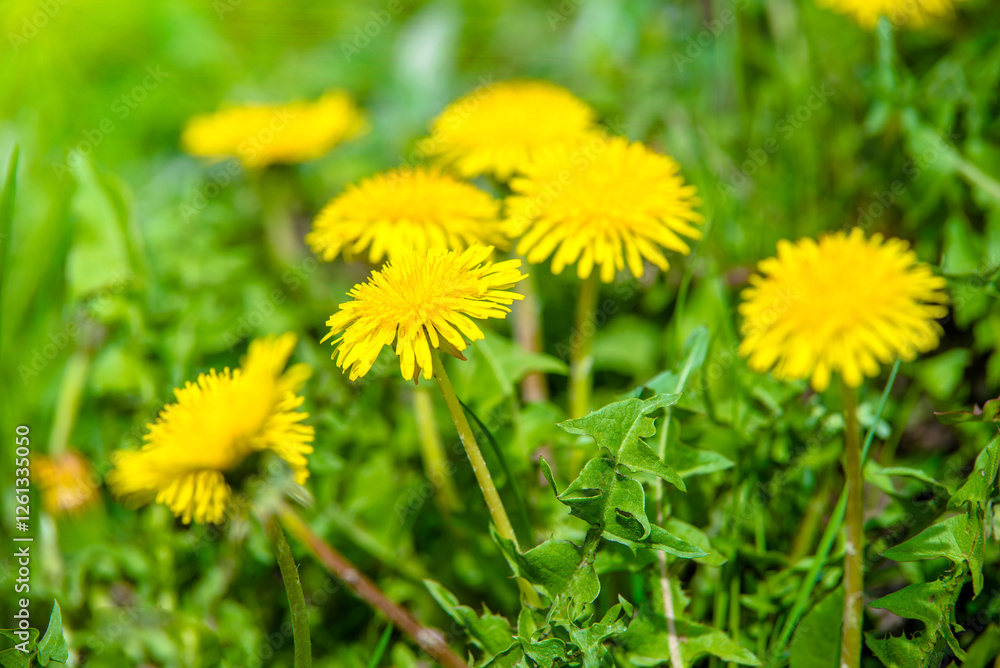 Yellow dandelions blooming on grass background
Yellow dandelions blooming on grass background