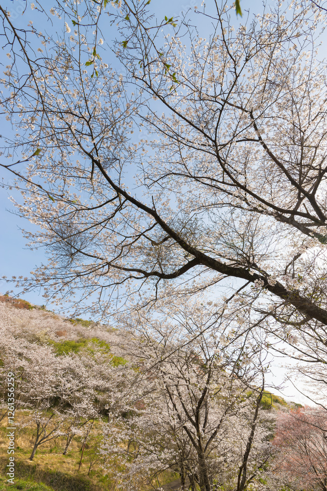 Fototapeta premium 花立公園の桜（宮崎県日南市）