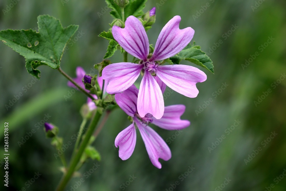 Fleurs de grande mauve ou mauve sylvestre (malva sylvestris) ou mauve des bois Fleurs de grande mauve ou mauve sylvestre (malva sylvestris) ou mauve des bois