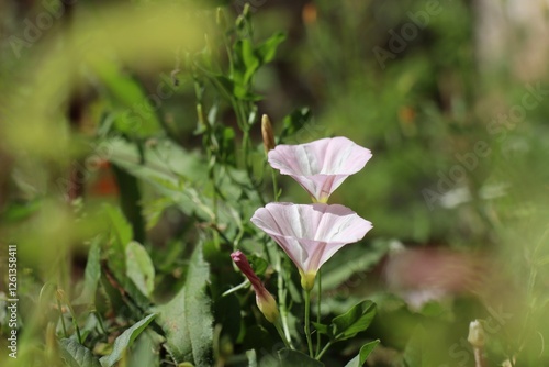 Obraz na plátně Fleurs de liseron des champs (convolvulus arvensis), ouvertes et fermée, dans un