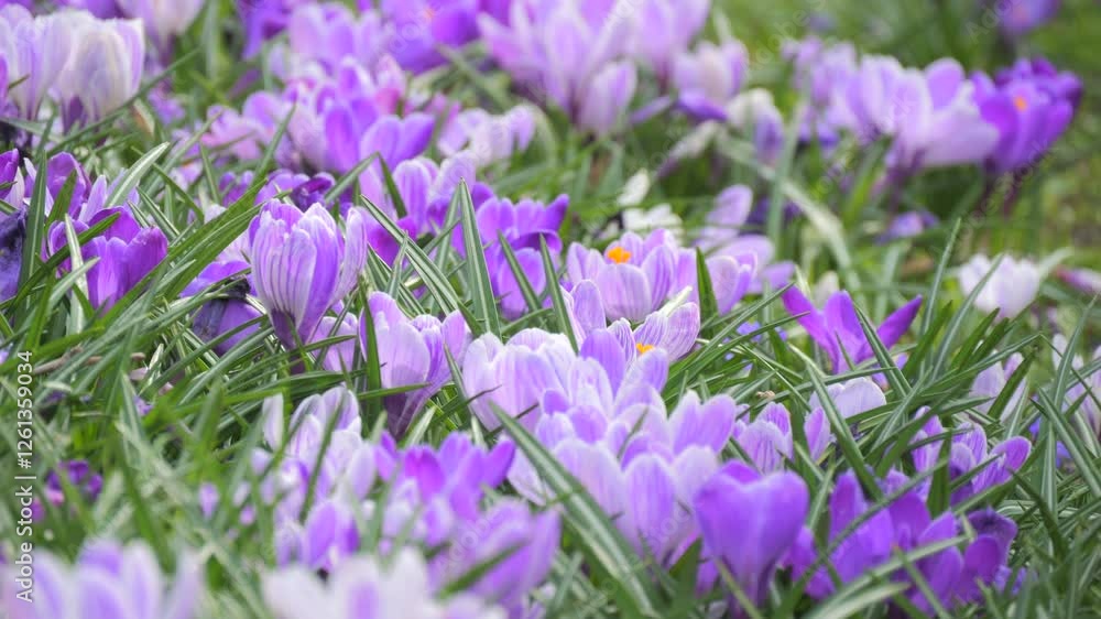 A Colorful Carpet of Blooming Purple Crocuses in Spring A Colorful Carpet of Blooming Purple Crocuses in Spring