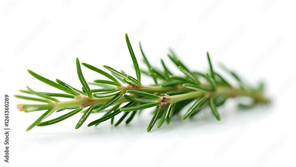 Fresh rosemary sprig with needle-like leaves perfect for culinary use Fresh rosemary sprig with needle-like leaves perfect for culinary use