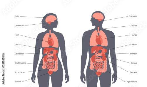 Human internal organs