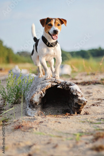Photography Dog exploring beach edges without leash