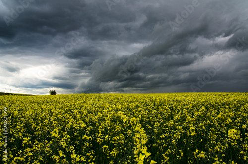RAIN DAY. Hurricane season. World Meteorological Day. Global Climate Change awareness conference. Stormy cumulonimbus clouds forming in raps field before thunderstorm on dark sky.