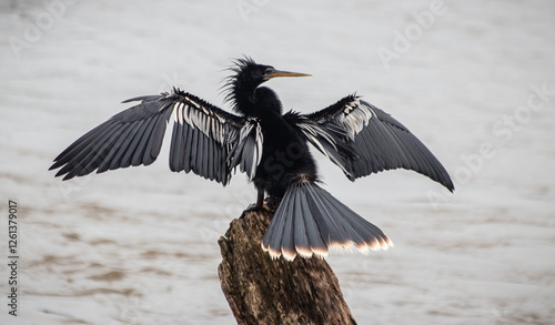 Bild auf Leinwand American Darter snakebird Anhinga anhinga sunbathing with extended wings in Iguazú national park, Misiones, Argentina