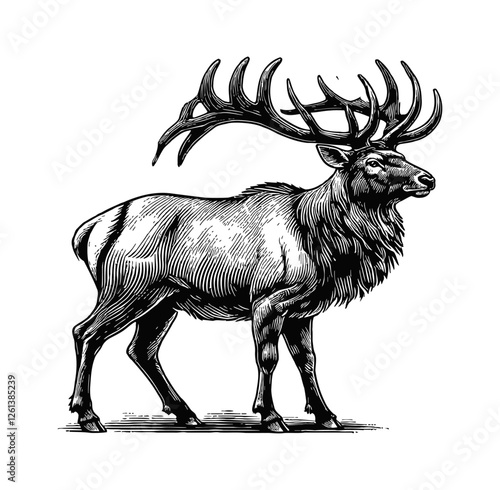 elk with large antlers engraving black and white outline