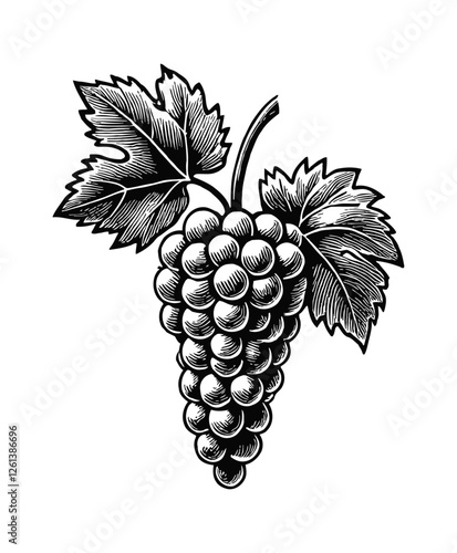 single grape bunch with leaves and tendrils engraving black and white outline