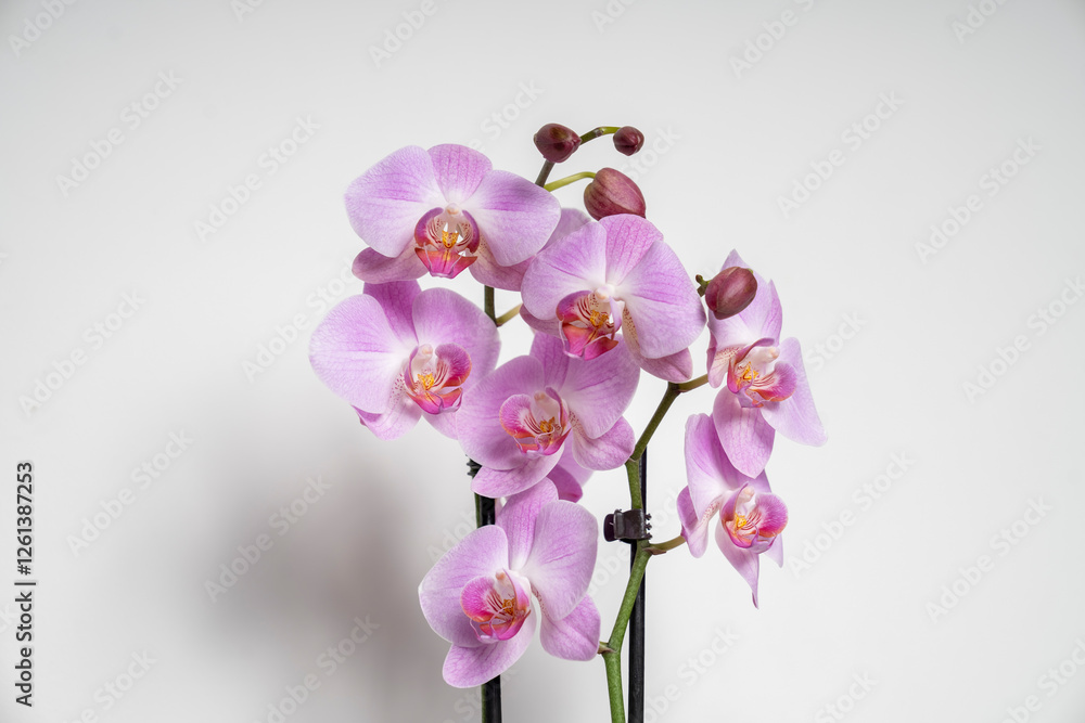 Fototapeta premium Pink Butterfly Orchid orchid flower isolated on white background