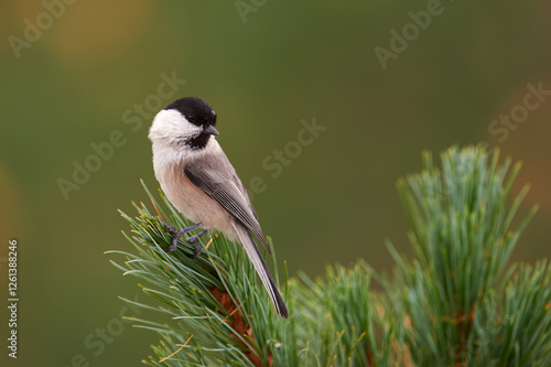 Obraz na płótnie Lovely willow tit (Poecile montanus) w salonie