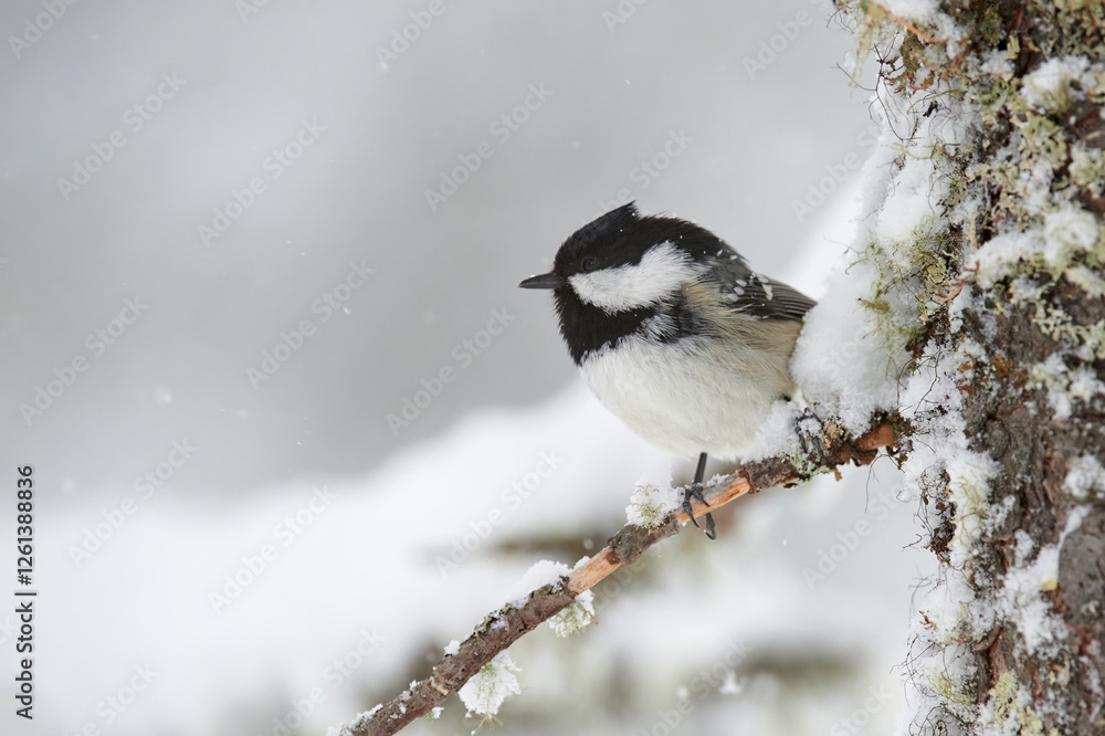 Willow tit in winter