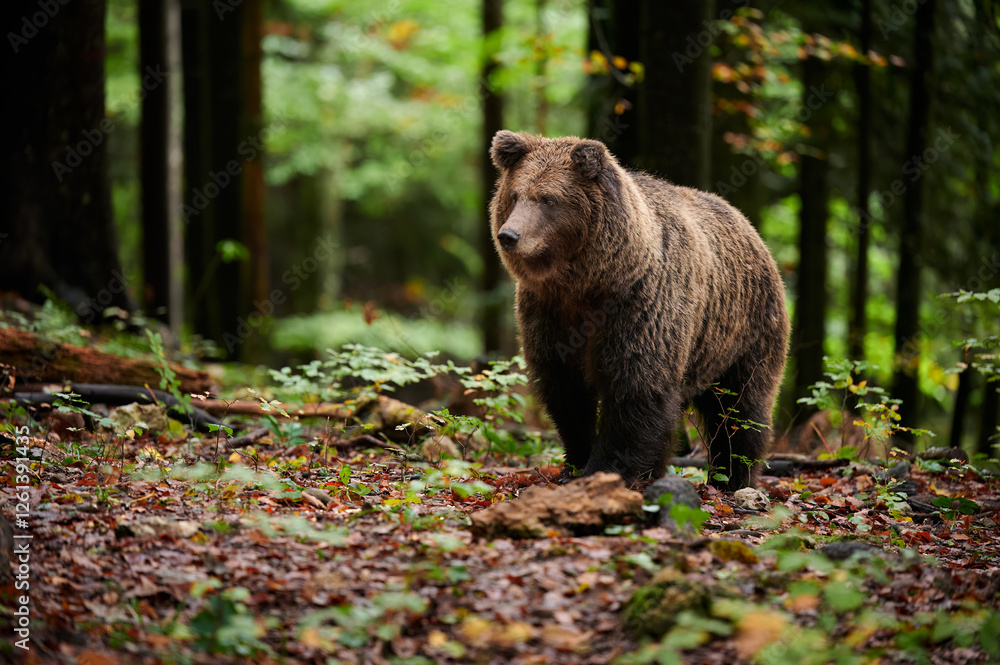 Brown bear is looking for food in a european forest. Image taken in autumn.