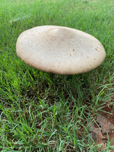 Mushrooms in the forest 