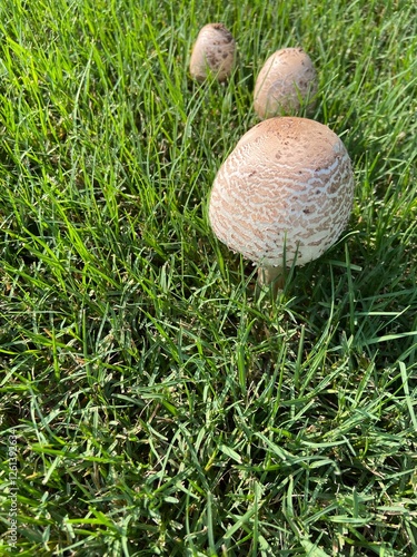 Mushrooms in the forest 