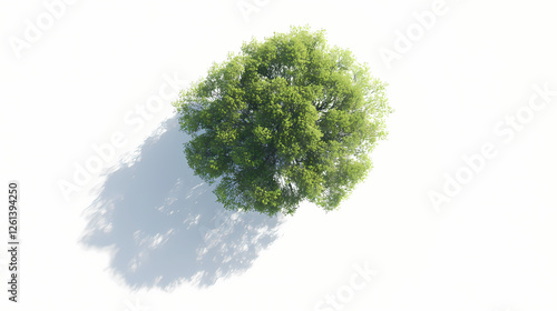 Top view tree on white plain background isolate aerial view big tree on white floor with clean shadow. Shadowborne Paladins. Illustration