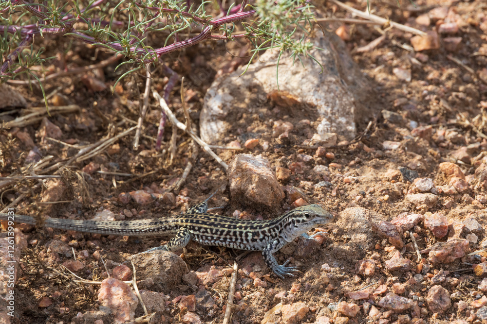 Fototapeta premium Small lizard in the desert