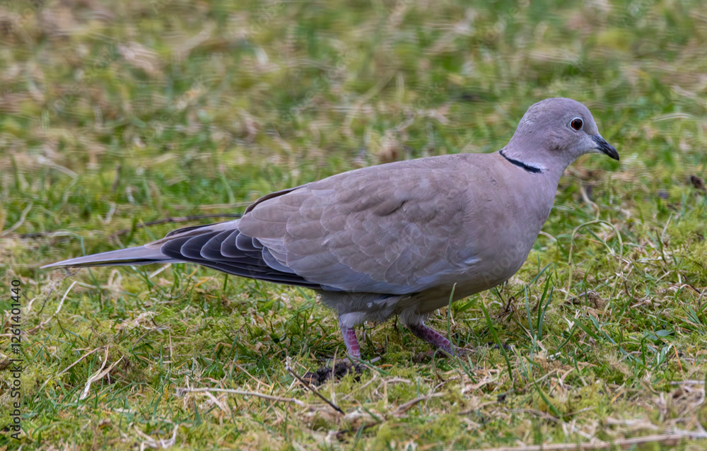 Collared dove on a garden lawn Collared dove on a garden lawn