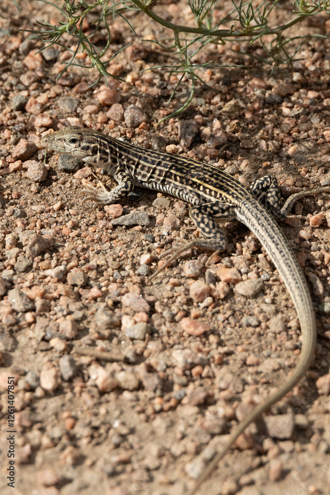 Small lizard on rocks Small lizard on rocks