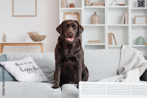 Cute Labrador dog on sofa n...
