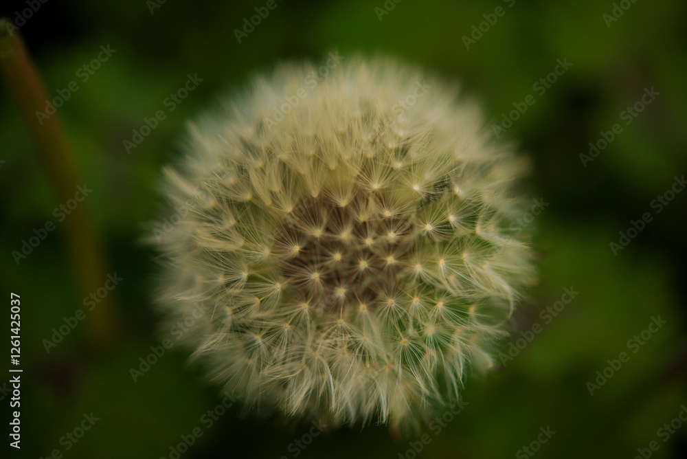 Flower of a dandelion