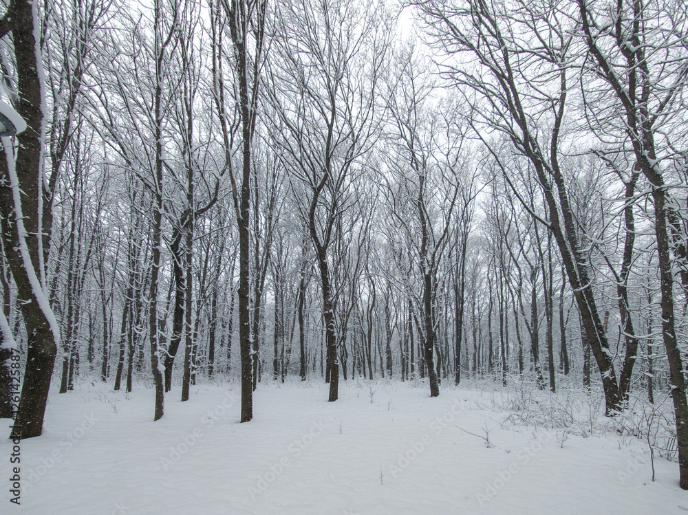 Winter Landscape of South Park in city of Sofia, Bulgaria Winter Landscape of South Park in city of Sofia, Bulgaria