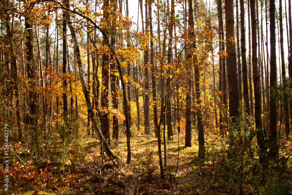 forest in autumn