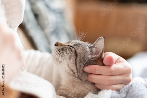 Tableau sur toile 可愛い猫を撫でる飼い主　シャムトラ猫
