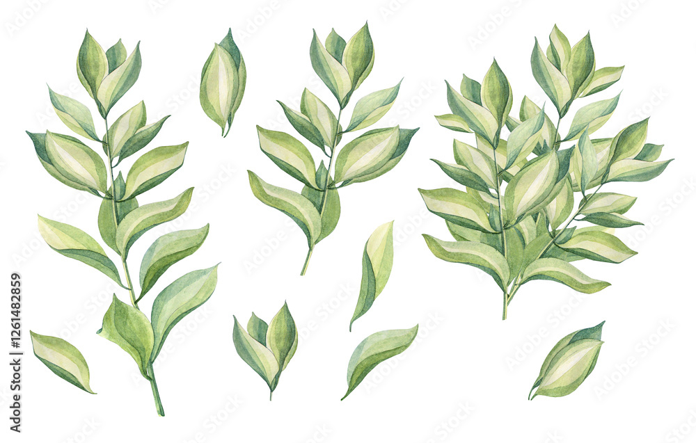 Fototapeta premium Watercolor set with green bouquet and leaves of flower succulent isolated on white background. Hand-drawn summer wild plant foliage. Botanical nature clipart for sticker tea wallpaper or wrapping