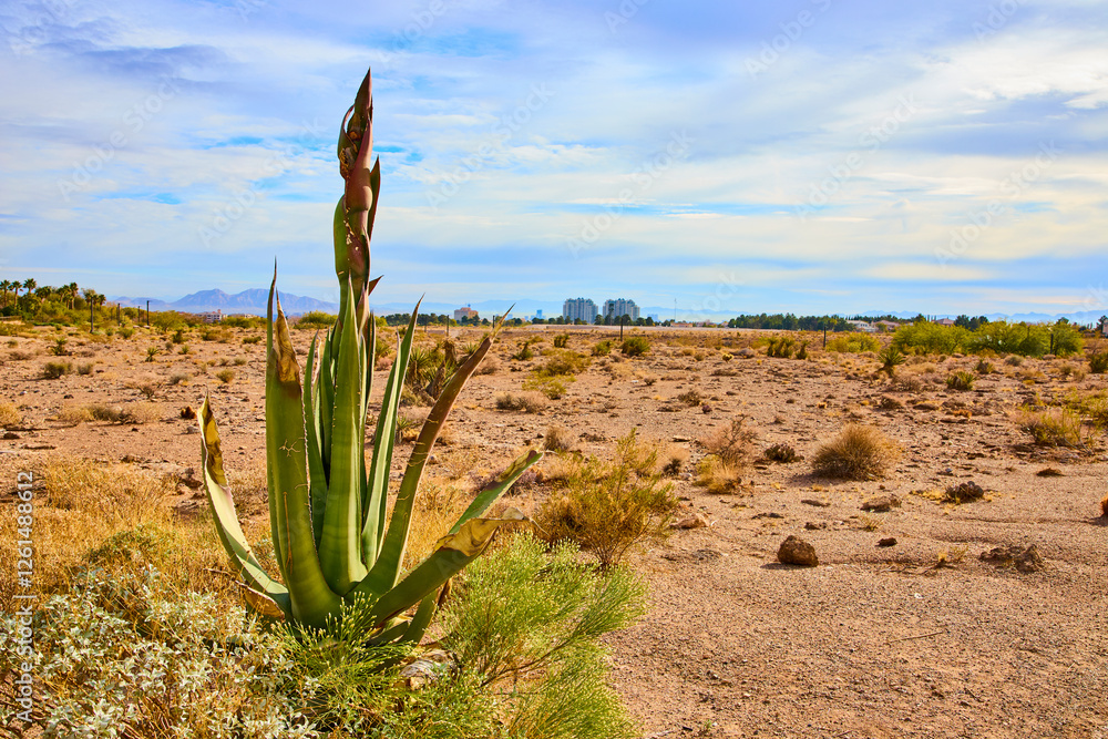 Agave Plant in Desert Landscape with Cityscape Horizon Eye-Level View Agave Plant in Desert Landscape with Cityscape Horizon Eye-Level View