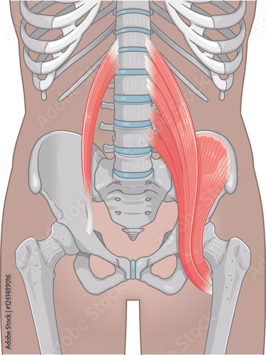 腸腰筋、骨盤周辺の筋肉、大腰筋、小腰筋、腸骨筋、大腿骨、筋肉、股関節、腹、腰、尻、イラスト、illustration