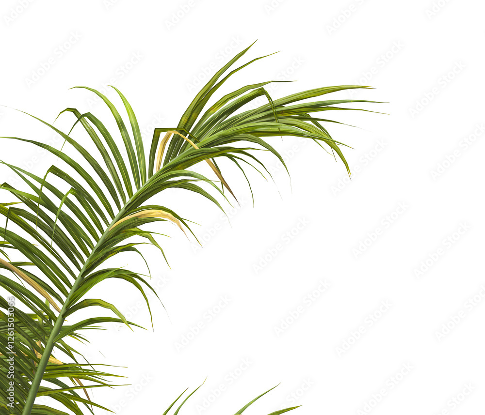 palm Tree Leaves isolated on transparent background. PNG palm tree with green leaves isolated on white background. corner palm tree foliage PNG. Isolated palm tree branch on transparent background PNG palm Tree Leaves isolated on transparent background. PNG palm tree with green leaves isolated on white background. corner palm tree foliage PNG. Isolated palm tree branch on transparent background PNG
