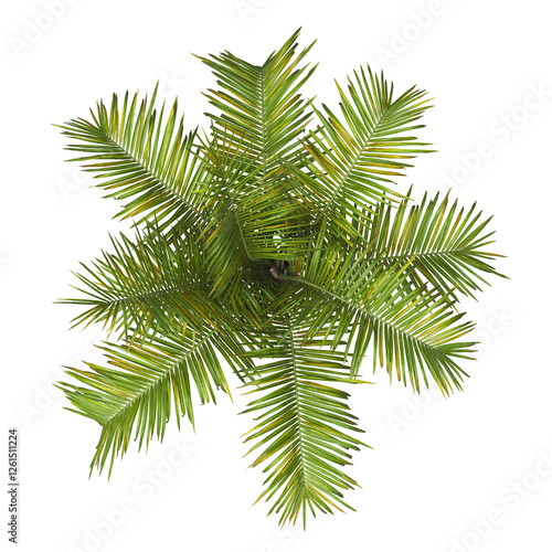 Single palm Tree isolated on transparent background. Arecaceae palm tree with green leaves on white background. Isolated palm tree PNG on transparent background. palm tree leaves. Syagrus schizophylla photo