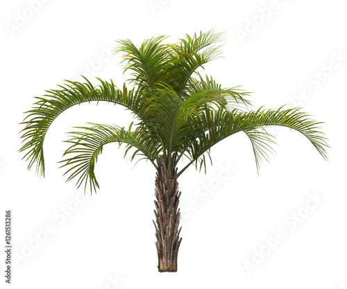 Single palm Tree isolated on transparent background. Arecaceae palm tree with green leaves on white background. Isolated palm tree PNG on transparent background. palm tree leaves. Syagrus schizophylla photo