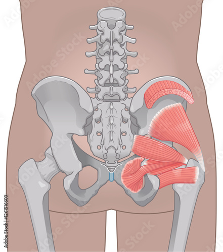 梨状筋、内閉鎖筋、大腿方形筋、小殿筋、gluteus minimus、中殿筋、gluteus medius、股関節、骨盤、筋肉、イラスト、illustration