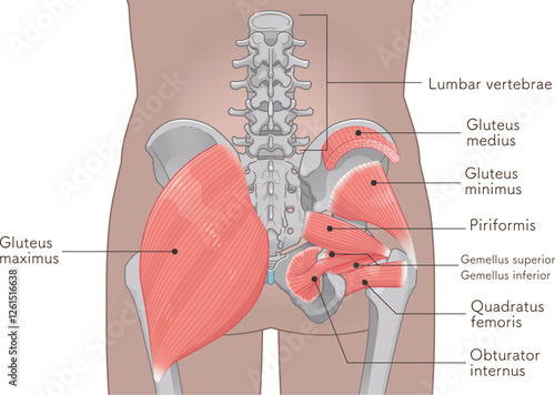 梨状筋、内閉鎖筋、大腿方形筋、小殿筋、gluteus minimus、中殿筋、gluteus medius、股関節、骨盤、筋肉、イラスト、illustration
