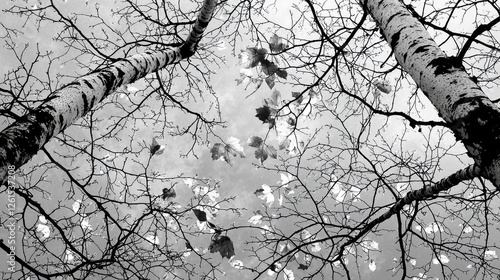 Black and white image of bare trees with falling leaves against a cloudy sky in autumn