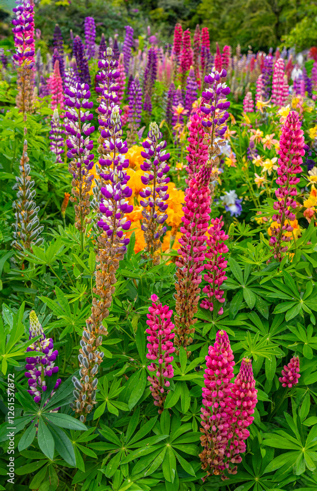 Fototapeta premium Vibrant Lupine Flowers in a Garden