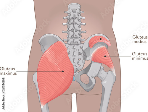 小殿筋、gluteus minimus、中殿筋、gluteus medius、股関節、骨盤、筋肉、イラスト、illustration