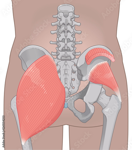 小殿筋、gluteus minimus、中殿筋、gluteus medius、股関節、骨盤、筋肉、イラスト、illustration