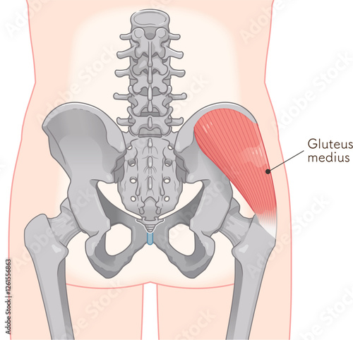 中殿筋、gluteus medius、股関節、大腿骨、骨盤、筋肉、イラスト、illustration