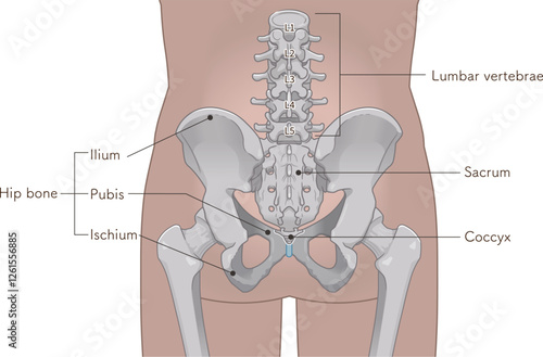 骨盤、pelvis、腰椎、lumbar vertebrae、大腿骨、femur、骨折、fractura、イラスト、illustration