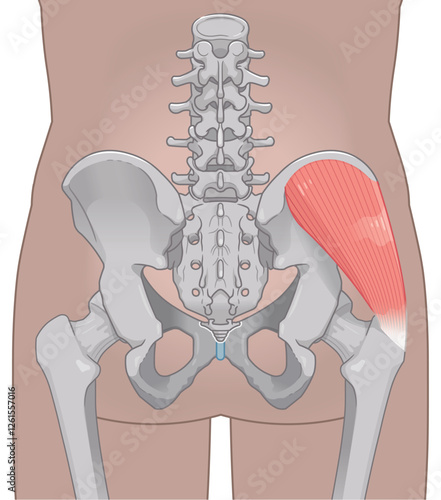 中殿筋、gluteus medius、股関節、大腿骨、骨盤、筋肉、イラスト、illustration