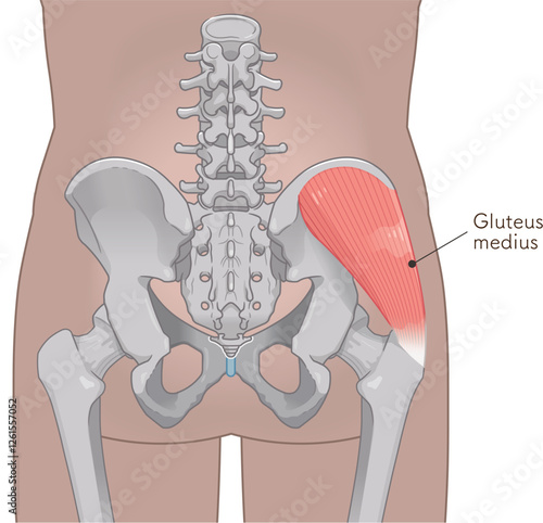 中殿筋、gluteus medius、股関節、大腿骨、骨盤、筋肉、イラスト、illustration