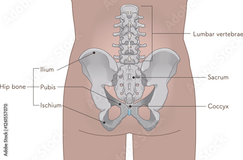 骨盤、pelvis、腰椎、lumbar vertebrae、大腿骨、femur、骨折、fractura、イラスト、illustration