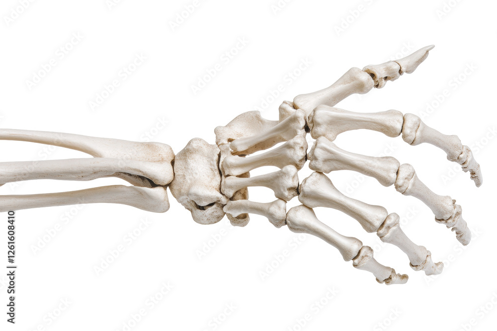 Realistic Human Skeleton Hand Model Highlighting Anatomical Features for Educational Purposes, PNG Background Realistic Human Skeleton Hand Model Highlighting Anatomical Features for Educational Purposes, PNG Background