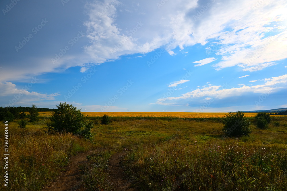 A country road with sprouted grass, stretching towards the horizon with a blue sky. High quality photo A country road with sprouted grass, stretching towards the horizon with a blue sky. High quality photo
