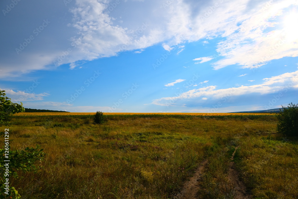 A country road with sprouted grass, stretching towards the horizon with a blue sky. High quality photo A country road with sprouted grass, stretching towards the horizon with a blue sky. High quality photo