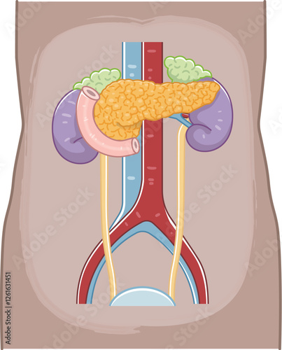 pancreas・duodenum・kidney・Ureter・adrenal gland・bladder・illustration
