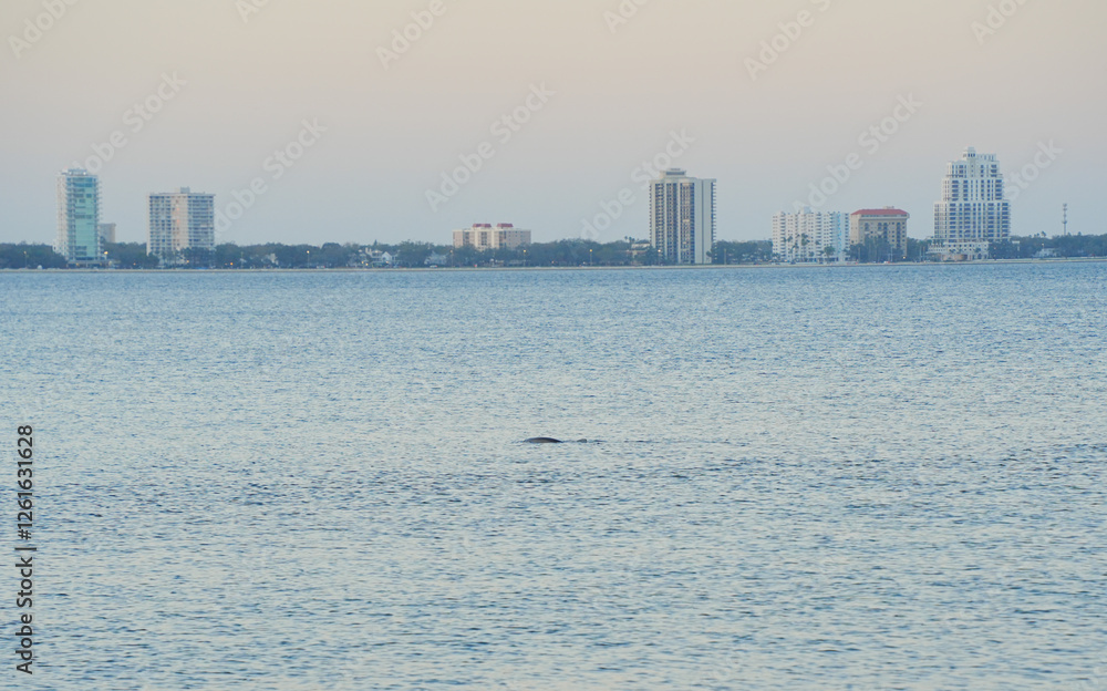 Fototapeta premium Tampa bay sunset sun set landscape